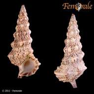 unclassified Gastropoda resmi