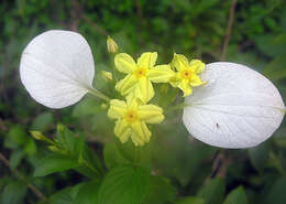 Image of Pseudomussaenda flava Verdc.