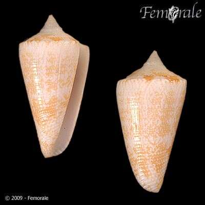 Image of Conus harlandi Petuch 1987