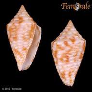 Image of Conasprella Thiele 1929