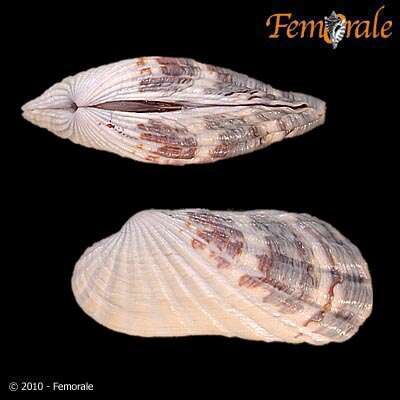 Image of Cardita affinis californica Deshayes 1854
