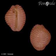 Image of Pseudopusula Fehse & Grego 2014