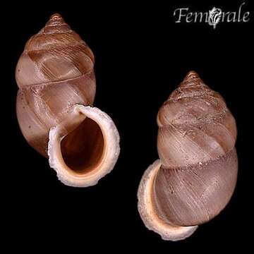 Imagem de <i>Pupinidius pupinella</i>