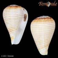 Image de Conus fuscolineatus G. B. Sowerby Iii 1905