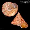 Image of Calliostoma axelolssoni Quinn 1992