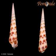 Image of Needle Whelks