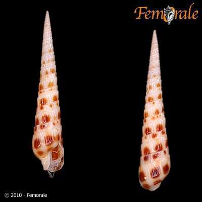 Image of Needle Whelks