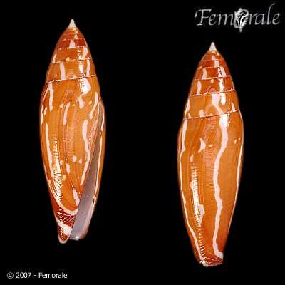 Image of cone snails