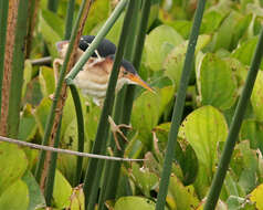 Image of Least Bittern