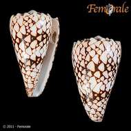 Image of cone snails