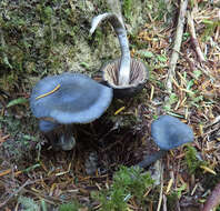 Image of Entoloma parvum (Peck) Hesler 1967