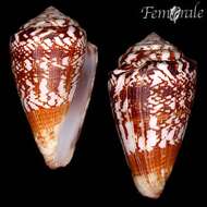 Image of cone snails