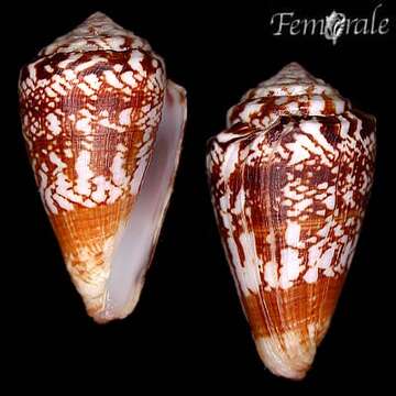 Image of cone snails