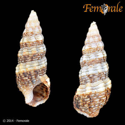 Imagem de Batillariidae