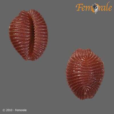 Image of Pseudopusula Fehse & Grego 2014