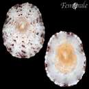 Eoacmaea pustulata (Helbling 1779)的圖片