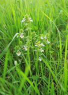 Imagem de Euphrasia officinalis L.