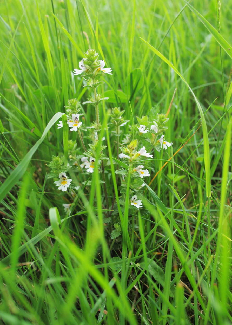 Imagem de Euphrasia officinalis L.