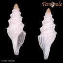 Image of Benthomangelia antonia (Dall 1881)