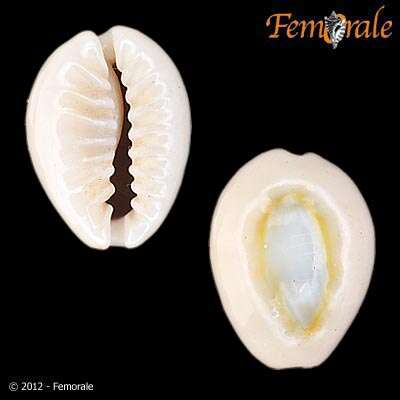 صورة Cypraea obvelata nubilis Sullioti 1924