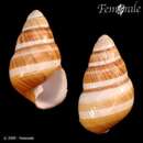 Imagem de <i>Achatinella bellula multizonata</i> Baldwin 1895