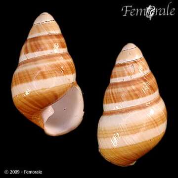 Image of <i>Achatinella bellula</i>