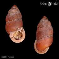 Image of Pupinidae