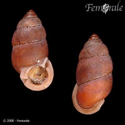 Image of Pupinidae