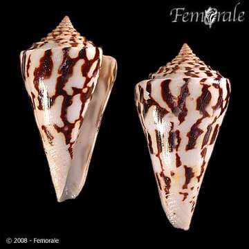 Image of Conasprella Thiele 1929