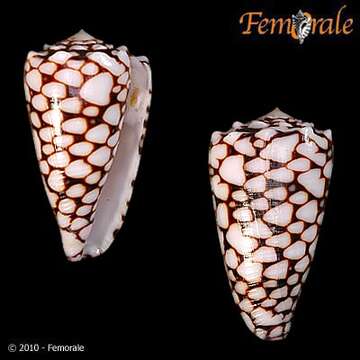 Image of cone snails