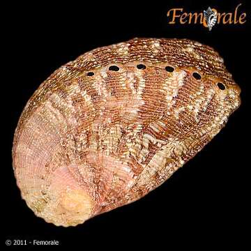 Imagem de <i>Haliotis tuberculata lamellosa</i> Lamarck 1822