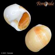 Image of moon snails