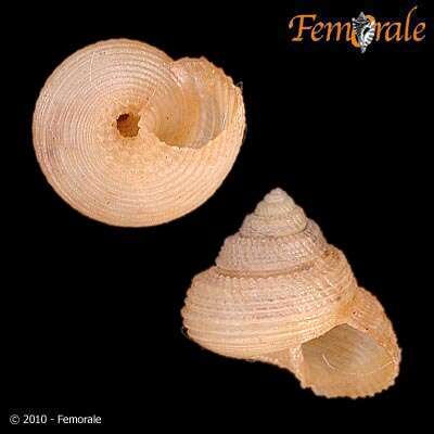Image of Solariellidae Powell 1951