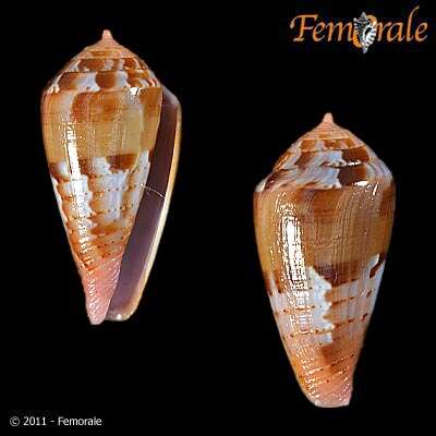 Image of Conus corallinus Kiener 1847