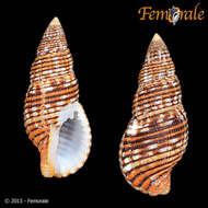 Image of Pisania decollata (G. B. Sowerby I 1833)