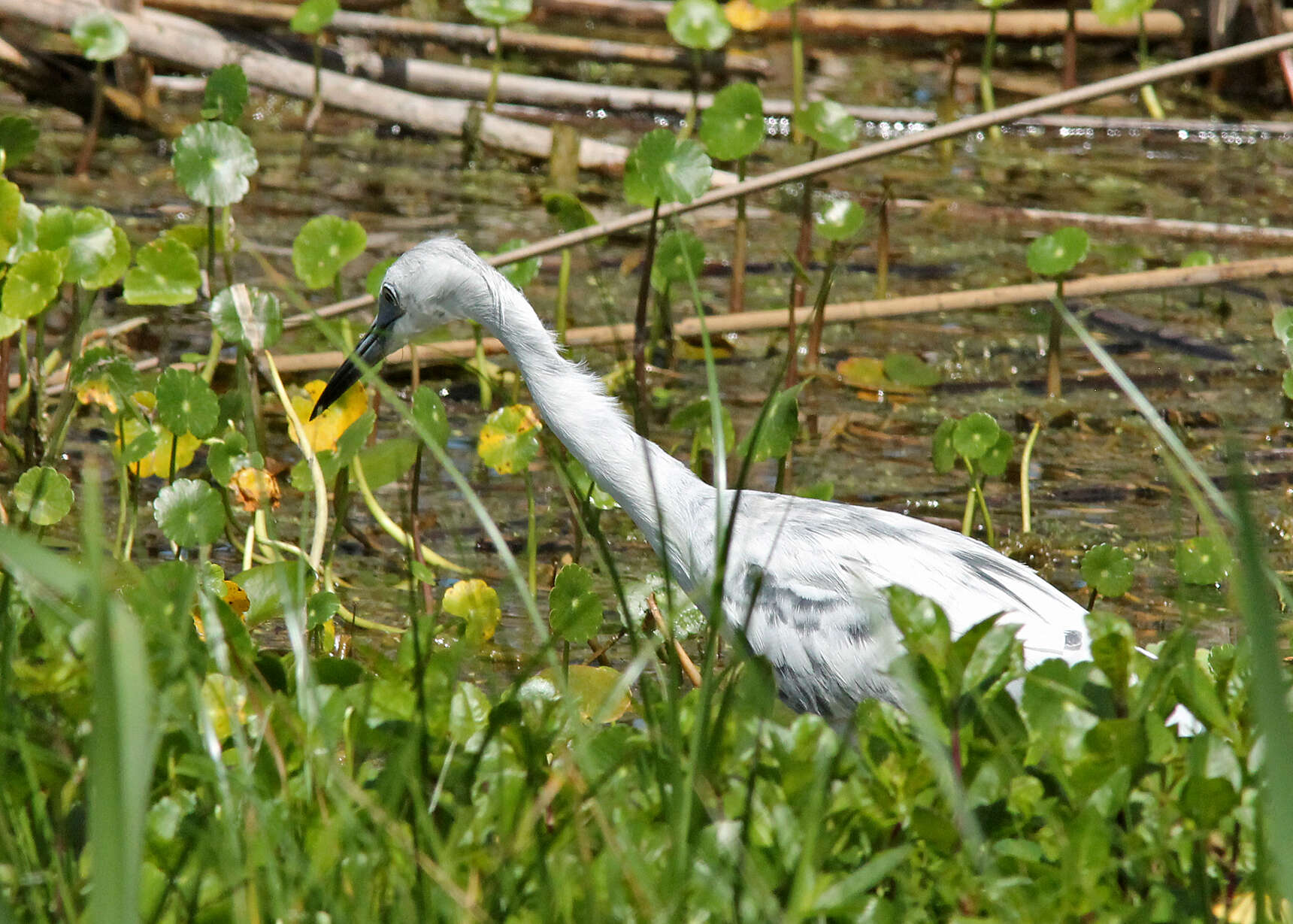 Image of Little Blue Heron