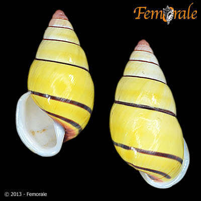Image of beer snails