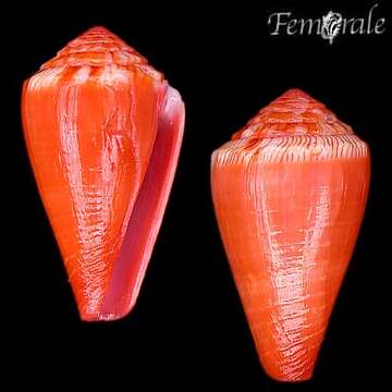 Image of Conus rosalindensis Petuch 1998