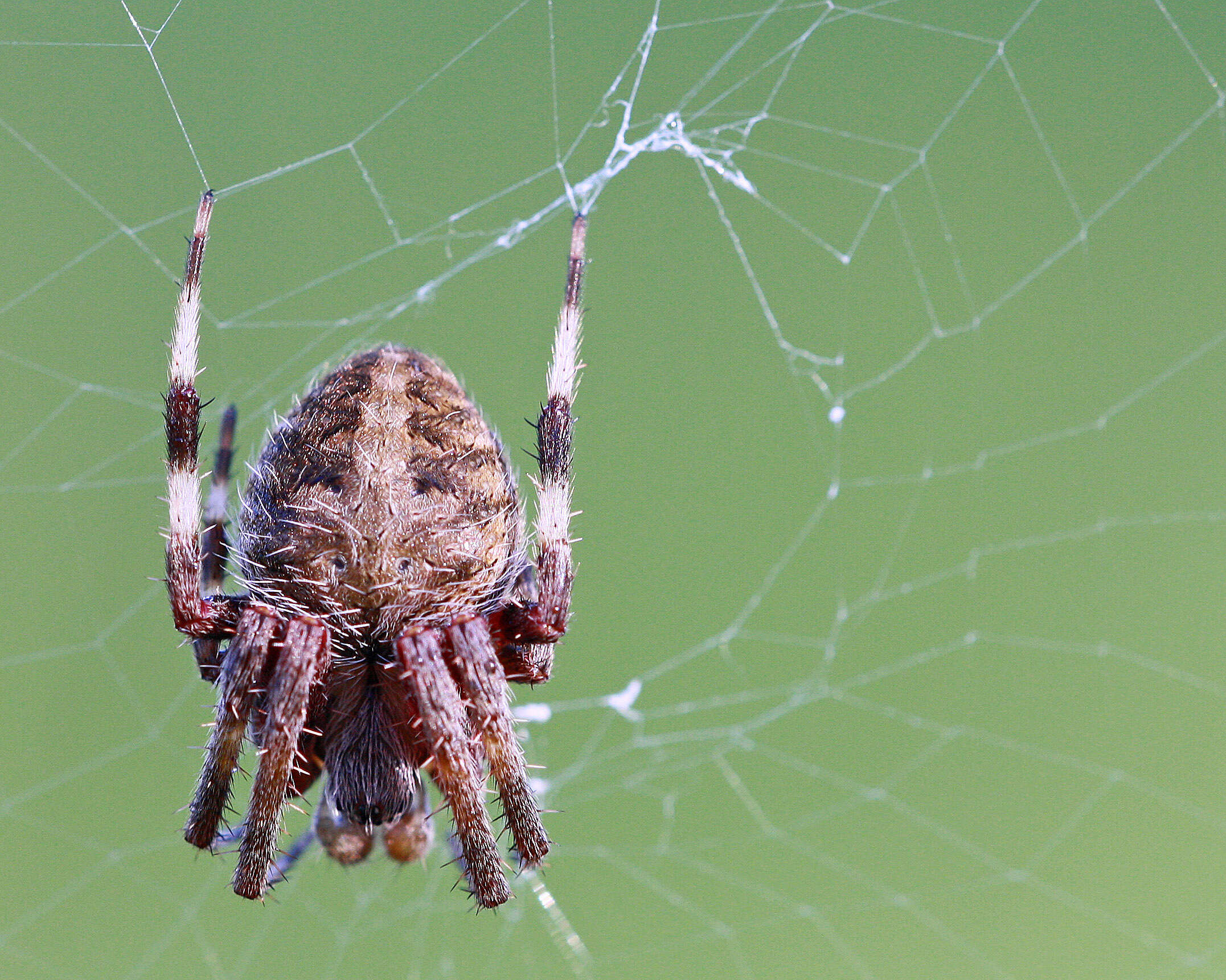 Image of Neoscona crucifera (Lucas 1838)