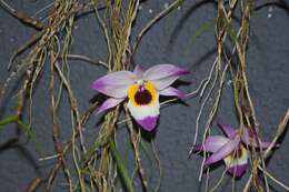 Imagem de Dendrobium falconeri Hook.