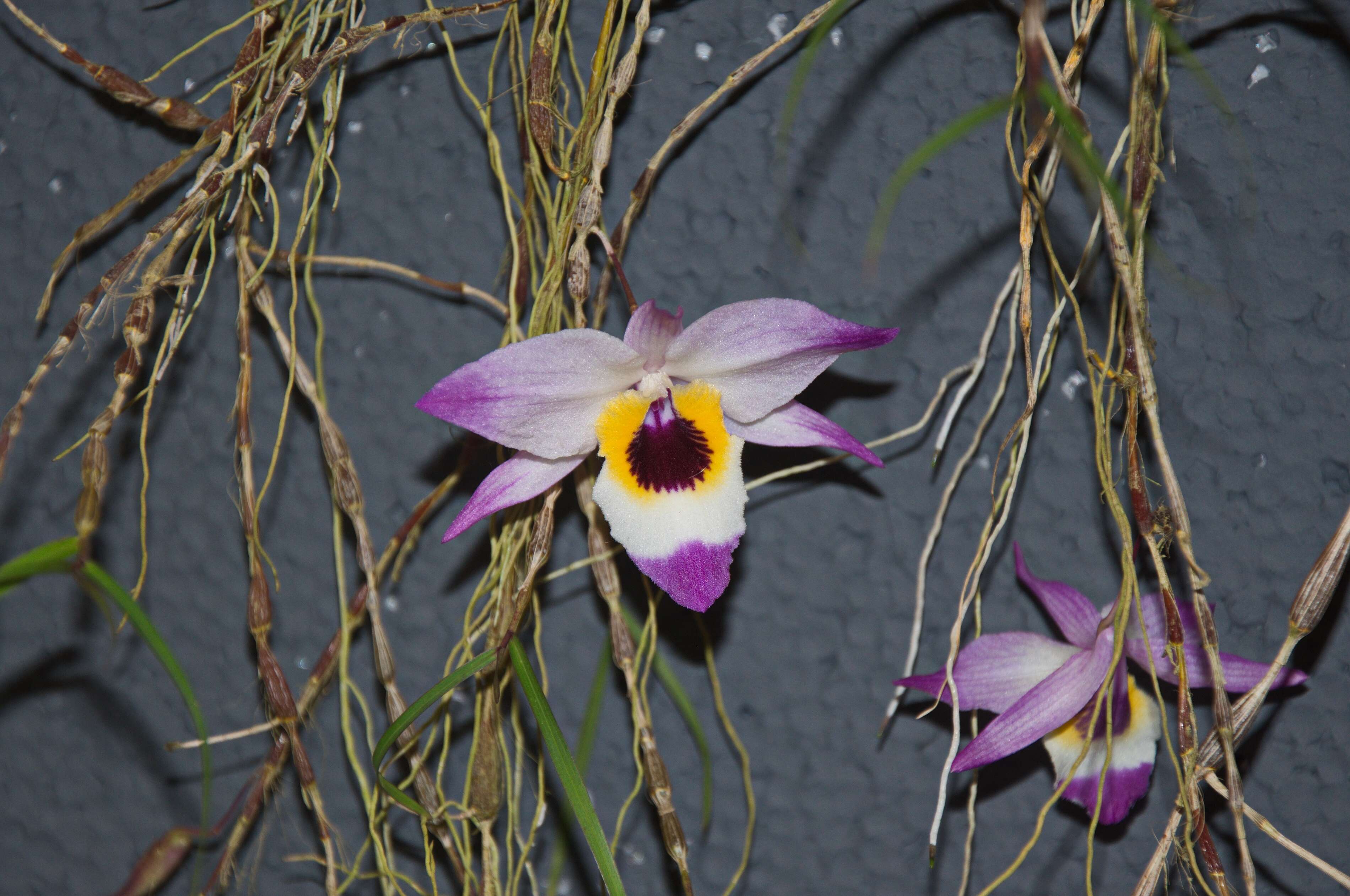 Imagem de Dendrobium falconeri Hook.