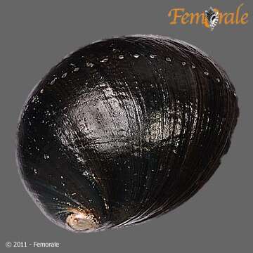 Image of Black Abalone