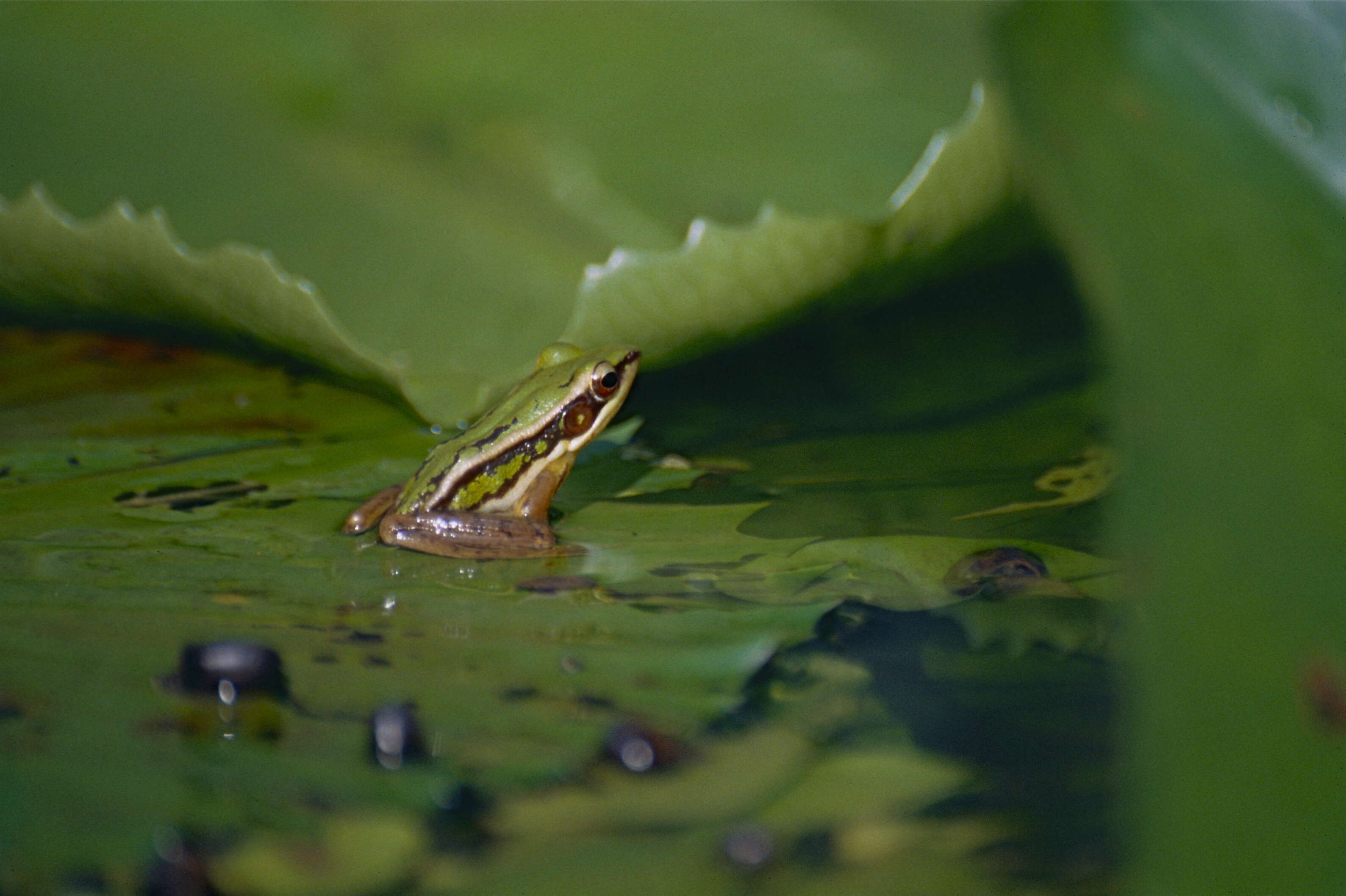 صورة Hylarana erythraea (Schlegel 1837)