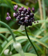 Allium scorodoprasum L.的圖片