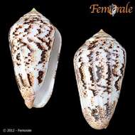 Image of cone snails