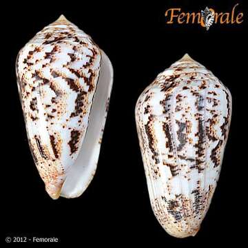 Image of cone snails