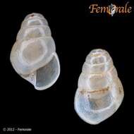 Achatinidae resmi