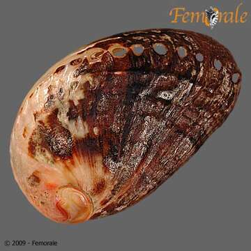 Image of Haliotoidea Rafinesque 1815