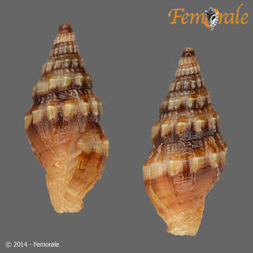 Image of Turbinelloidea Rafinesque 1815