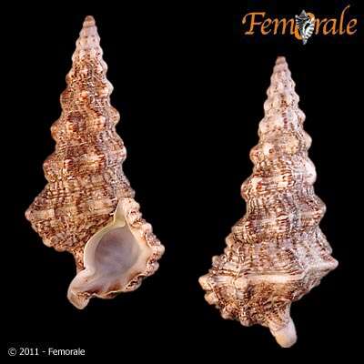 unclassified Gastropoda resmi